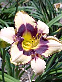 HEMEROCALLIS CANADIAN BORDER PATROL