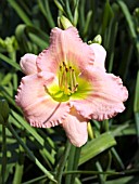 HEMEROCALLIS CHORUS LINE