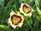 HEMEROCALLIS DAGGY