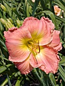 HEMEROCALLIS DENA MARIE