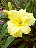 HEMEROCALLIS DOUBLE CUTIE