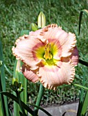 HEMEROCALLIS ELEGANT CANDY