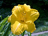 HEMEROCALLIS GATEWAY GOLD