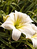 HEMEROCALLIS GENTLE SHEPHERD