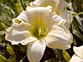 HEMEROCALLIS GENTLE SHEPHERD