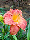 HEMEROCALLIS GLOWING INFERNO