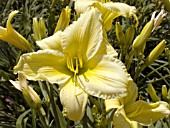 HEMEROCALLIS GREEN GLITTER