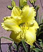 HEMEROCALLIS IMPERIAL LEMON