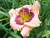 HEMEROCALLIS JOE MARINELLO