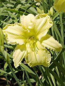 HEMEROCALLIS LEMON LIME RADIANCE