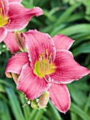 HEMEROCALLIS LITTLE BUSINESS