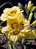 HEMEROCALLIS LITTLE PEEP EYE