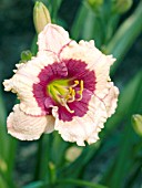 HEMEROCALLIS MARY ETHEL ANDERSON