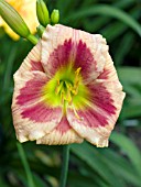 HEMEROCALLIS MASTER MAGICIAN