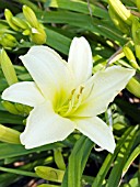 HEMEROCALLIS MISSION MOONLIGHT