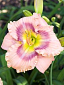 HEMEROCALLIS MYSTICAL RAINBOW