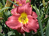 HEMEROCALLIS PADRONE