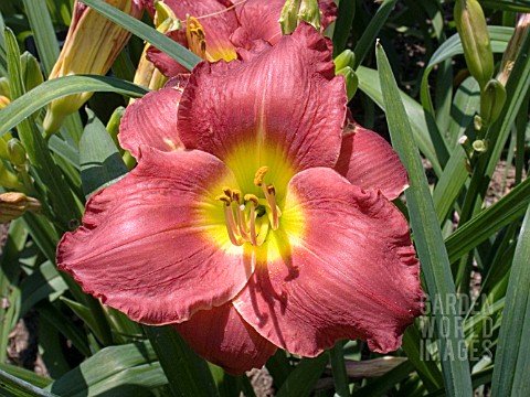 HEMEROCALLIS_PADRONE