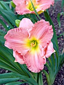 HEMEROCALLIS PRAIRIE LADY