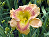 HEMEROCALLIS PUG YARBOROUGH