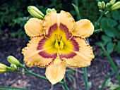 HEMEROCALLIS PUMPKIN PIE SPICE