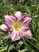 HEMEROCALLIS RA HANSEN