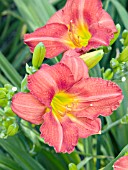 HEMEROCALLIS RED RUM