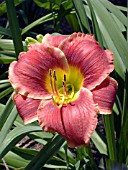 HEMEROCALLIS ROSES IN SNOW