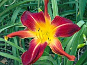 HEMEROCALLIS RUBY SPIDER