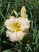 HEMEROCALLIS SANTA FE SPARK