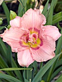 HEMEROCALLIS SILOAM DOUBLE ROSE