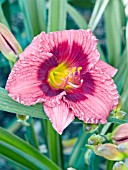 HEMEROCALLIS SILOAM JIM COOPER