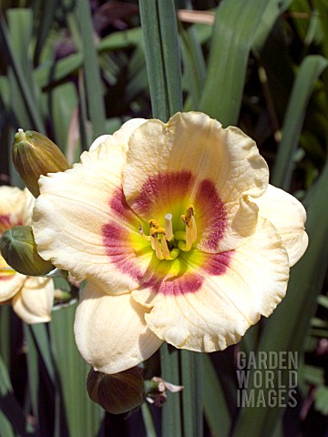 HEMEROCALLIS_SILOAM_TOM_HOWARD