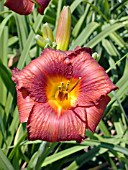 HEMEROCALLIS SIZZLE