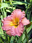 HEMEROCALLIS SMOKY MOUNTAIN AUTUMN