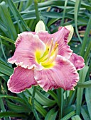 HEMEROCALLIS SPACECOAST SURPRISE PURPLE