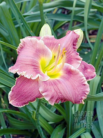 HEMEROCALLIS_SPACECOAST_SURPRISE_PURPLE