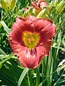 HEMEROCALLIS SPARTAN PRINCE