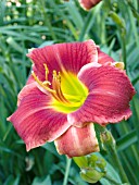 HEMEROCALLIS WATERMELON SLICE