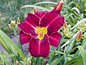 HEMEROCALLIS WILL ROGERS