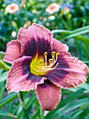 HEMEROCALLIS WITCH DAME