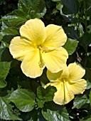 HIBISCUS ROSA-SINENSIS BUTTERFLY