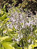 HOSTA AUGUST MOON