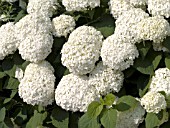 HYDRANGEA ARBORESCENS ANNABELLE