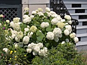 HYDRANGEA ARBORESCENS ANNABELLE