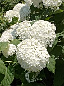 HYDRANGEA ARBORESCENS ANNABELLE, (SNOWBALL HYDRANGEA)