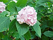 HYDRANGEA SERRATA PINK