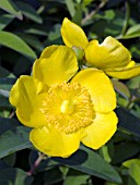 HYPERICUM BEANII