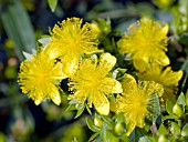 HYPERICUM KALMIANUM