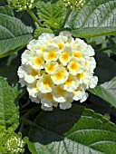 LANTANA LUCKY LEMON CREAM